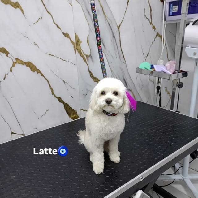 Artı Pet Kuaför salonunda Latte isimli beyaz köpeğin bakım sonrası görünümü