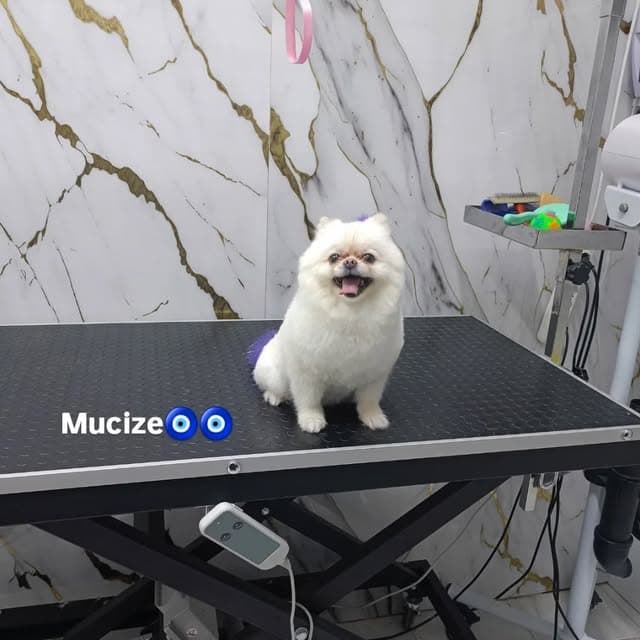 Artı Pet Kuaför salonunda Mucize isimli beyaz köpeğin bakım sonrası görünümü