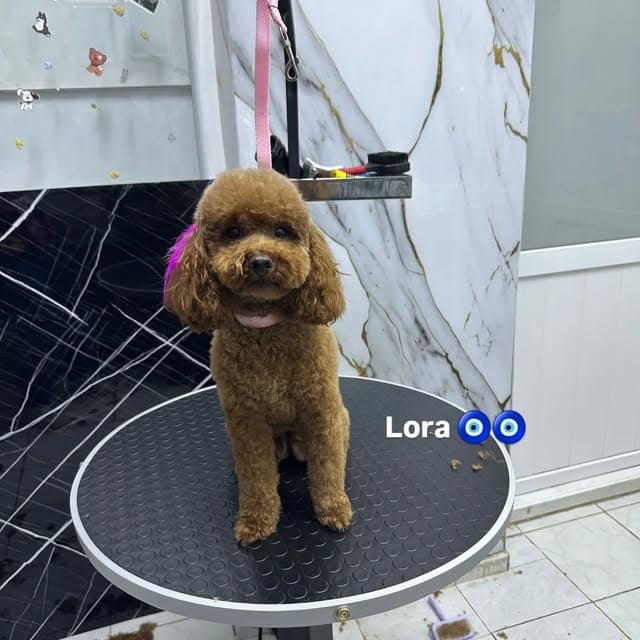 Artı Pet Kuaför salonunda Lora isimli kahverengi köpeğin bakım sonrası görünümü