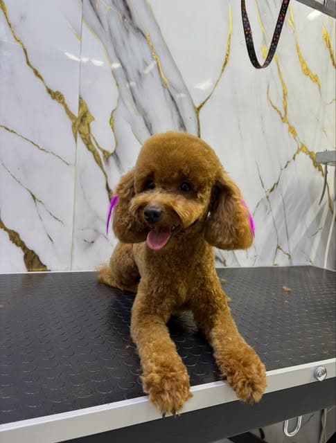 Artı Pet Kuaför salonunda tıraşı tamamlanan kahverengi küçük ırk köpek