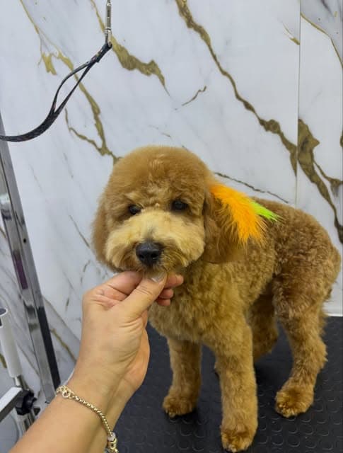 Artı Pet Kuaför bakım masasında tüy bakımı tamamlanan kahverengi köpek