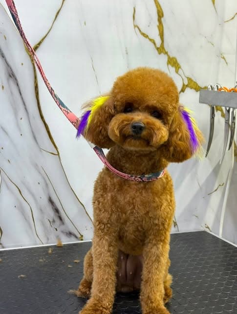 Artı Pet Kuaför salonunda makas tıraşı tamamlanan kahverengi poodle