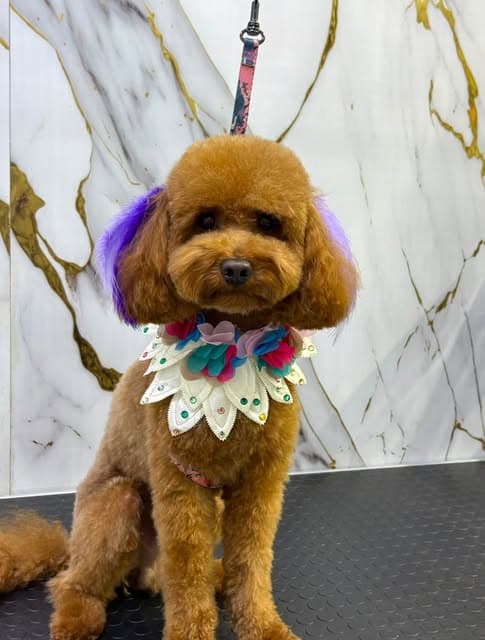Artı Pet Kuaför’de model tıraşı tamamlanan küçük ırk köpek