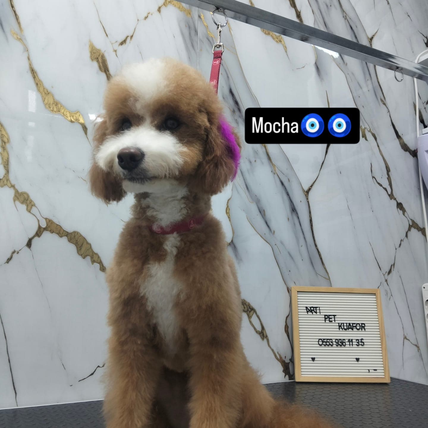 Arti Pet Kuaför salonunda pet bakımı